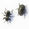 beetle-side-by-side.jpg