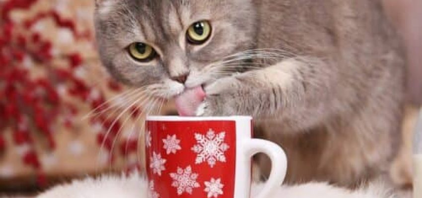 cat drinking milk from christmas cup