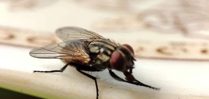close-up-housefly