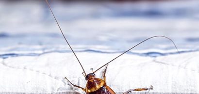 cockroach-climbing-on-a-bed