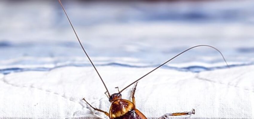 cockroach-climbing-on-a-bed