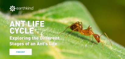 ek-AntLifeCycle-facebook