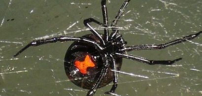 ek-BlackWidowPrevention-thumb