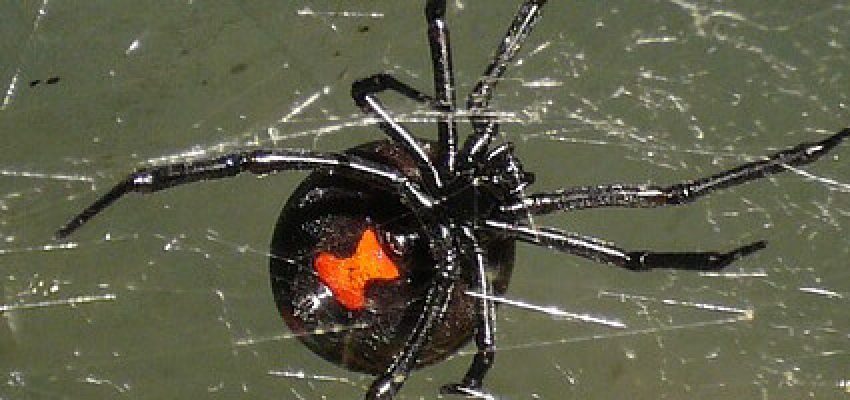 ek-BlackWidowPrevention-thumb