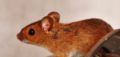 ek-CanMiceClimb-thumb