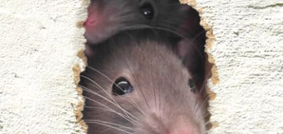 ek-HowToIdentifyaRodent-thumb