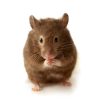 Picture of a house mouse