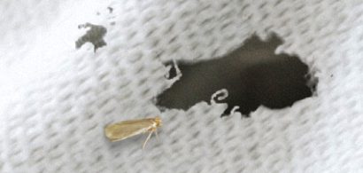 ek-PestoftheMonthmothcloth-thumb