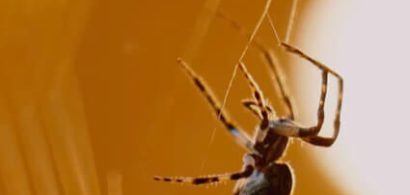 ek-WhatareSpidersScaredOf-thumb