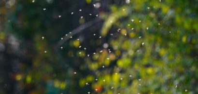 ek-blog-blackflies-thumb