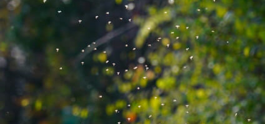 ek-blog-blackflies-thumb