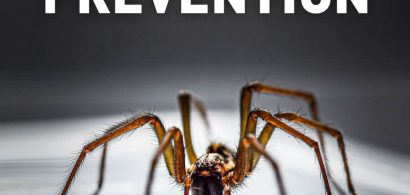 ek-brownreclusecontrol-pinterest