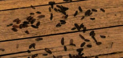 Mouse droppings on the floor inside of a home