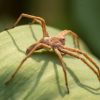 ek-housespidersidentificationfacts-thumb