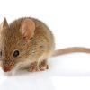 Image of a mouse on white background