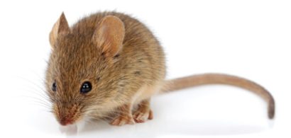 Image of a mouse on white background