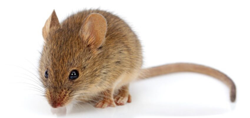 Image of a mouse on white background