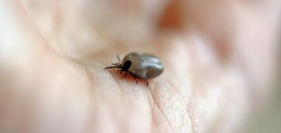 ek-lymesymptoms-thumb