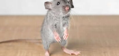 ek-mice-droppings-thumb