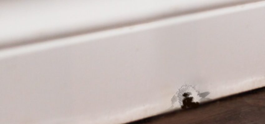 ek-mouseinthehouse-thumb