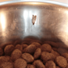 Pantry moth in dog food bowl