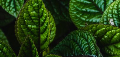 ek-peppermintoilridmice-thumb