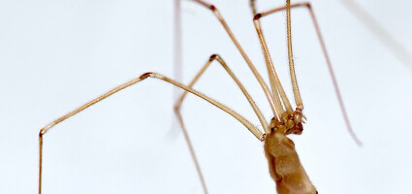 ek-pestofthemonthspider-thumb