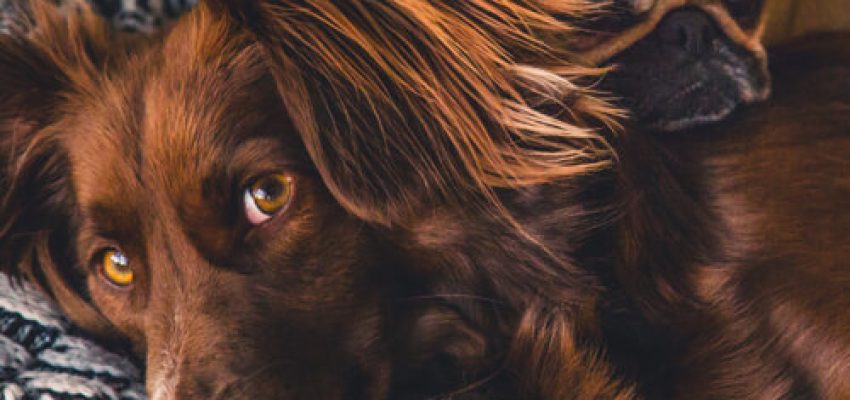 ek-protectpets-thumb