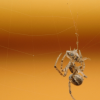 common spider on a web