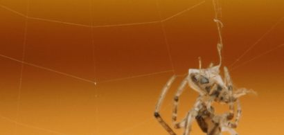 common spider on a web