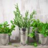 Botanical herbs arranged in small buckets for table decor