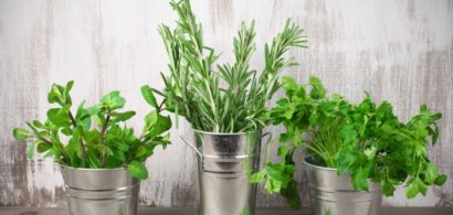 Botanical herbs arranged in small buckets for table decor