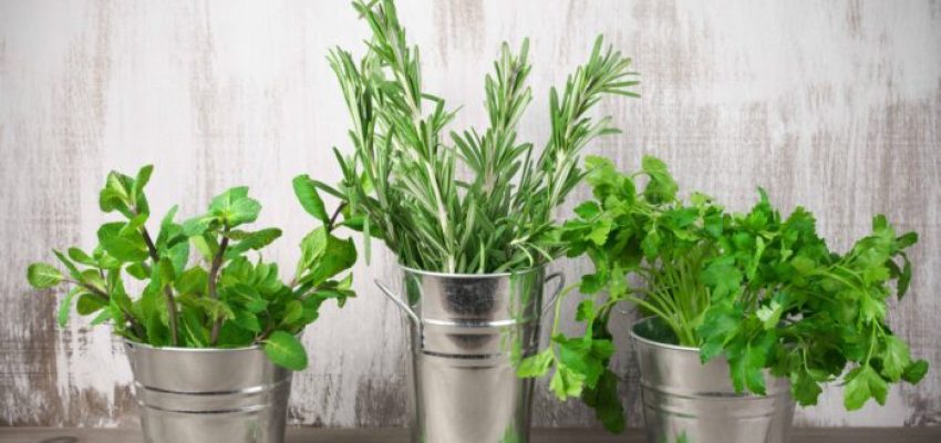 Botanical herbs arranged in small buckets for table decor