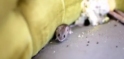 House mouse with droppings near nest on furniture