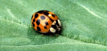lady_beetle_leaf_FB.jpg