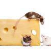 mice_cheese_FB.jpg