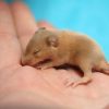 baby mouse