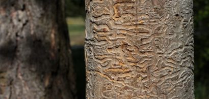 protect-trees-from-insects