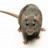 Rat with a long tail against white background
