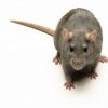 rat-large-300x226.jpg