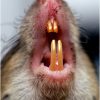 rat_teeth.jpg