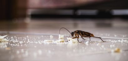 where-cockroaches-hide-live