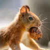 squirrel with nut