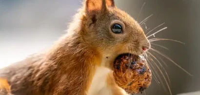 squirrel with nut