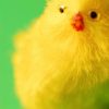 yellow_chick.jpg