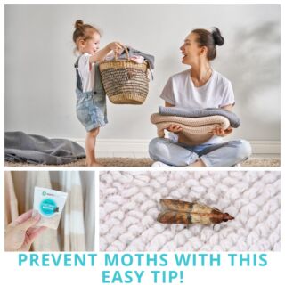 Fabrics that have been worn but not washed are at greater risk of attack by fabric pests like clothes moths. Doing a quick load of laundry can prevent pest problems.