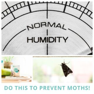 Moth eggs and larva need humidity to thrive and cannot survive freezing temperatures. Use climate control to eliminate pest problems in your home and storage areas.