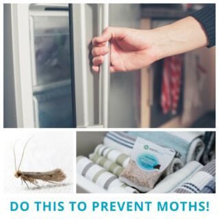 Go to extremes to protect your clothes and linens from moths -- extreme temperatures will kill moth larvae. Stick silks in the freezer for a few days, or run fabrics through the dryer on high heat before storing for the season.