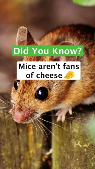 These little guys surprise us every day 🐭 

.
.
.
#earthkind #mice #miceofig #animaleducation #cute #cuteanimals #rodents #mouse #didyouknow #themoreyouknow #homeowners