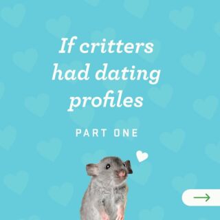 Drop an emoji of the critter that struck your fancy 👀

🐭Michael
🦋Melina
🦟Morgan

.
.
.
#EarthKind #crittercontrol #deterrent #animaleducation #nature #Dating #DatingProfiles #Tinder #TinderFails #datingapp #bumble #hinge #onlinedating